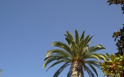 Sunny skies - Hollywood, California - Photo Rich Johnson